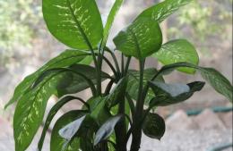 Llega la clase de plantas de interior al Seminario de Jardinería Especial