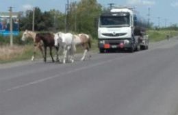 Caballos sueltos en plena Ruta 31