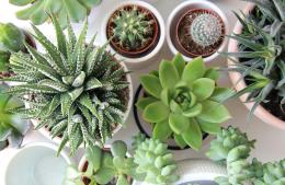 Seminario gratuito de jardinería especial