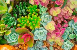 Coronas naturales con suculentas en un nuevo seminario de jardinería especial