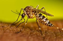 Continúan aplicando la vacuna contra el dengue