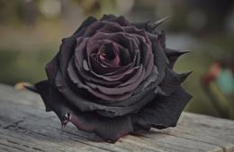 Melanie Solange Farías