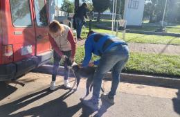 Continúa la campaña de vacunación antirrábica para mascotas